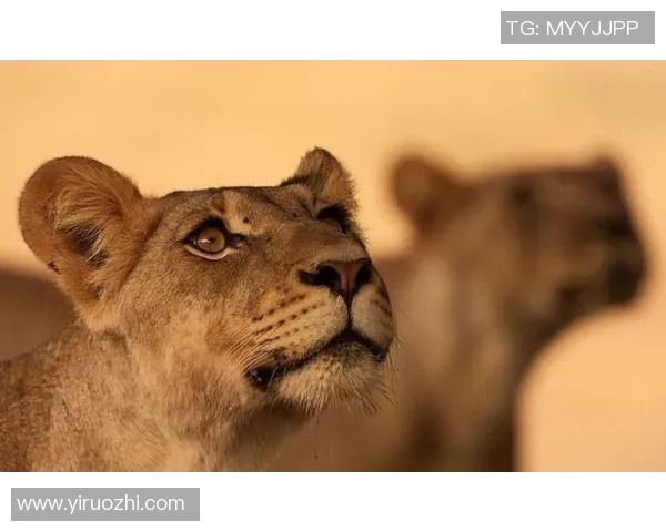 足球明星与动物形象的趣味对比展现精彩瞬间与个性特征